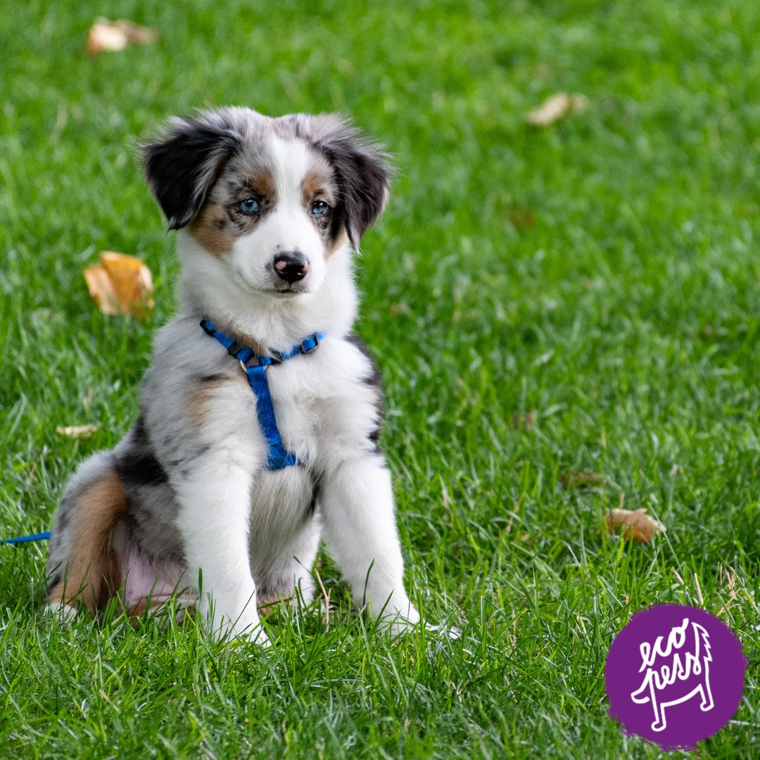 Kdy psa pojmenovat_ Hned, nebo až podle povahy